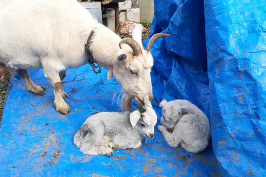 双子のヤギの赤ちゃん誕生